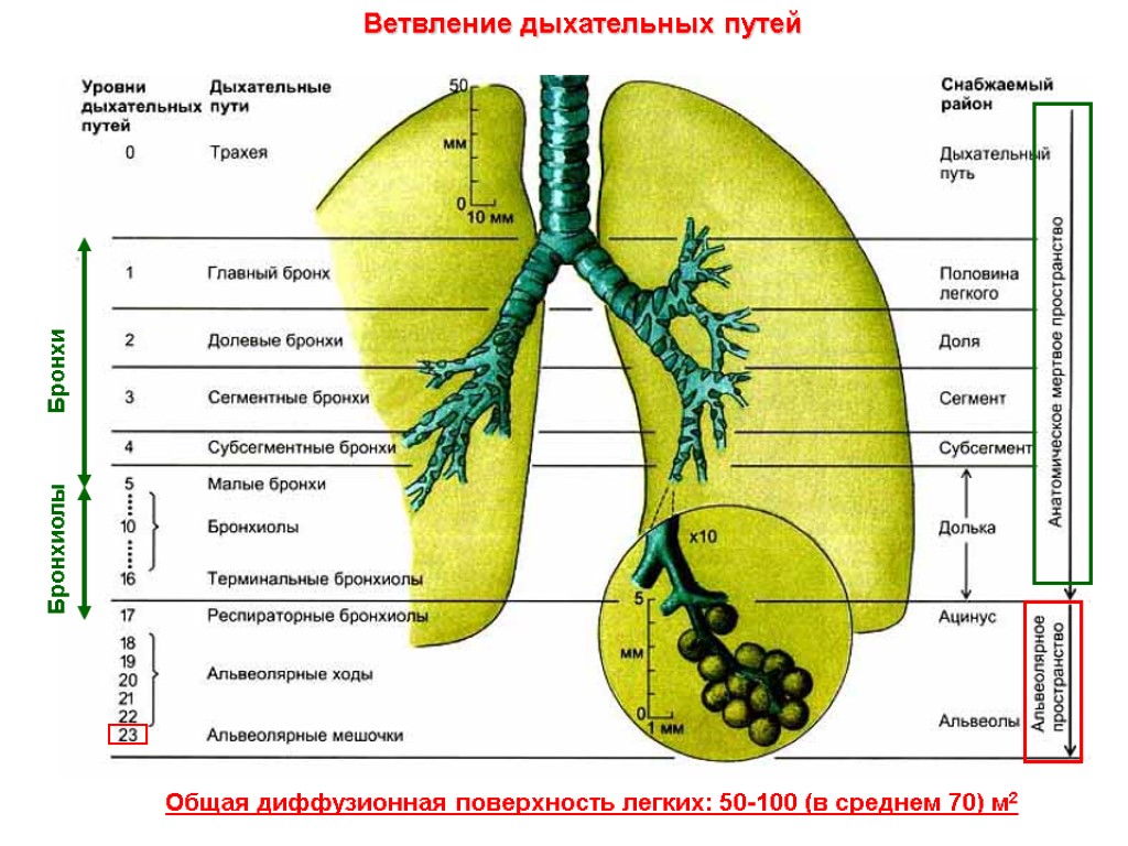 Общая диффузионная поверхность легких: 50-100 (в среднем 70) м2 Ветвление дыхательных путей Бронхи Бронхиолы